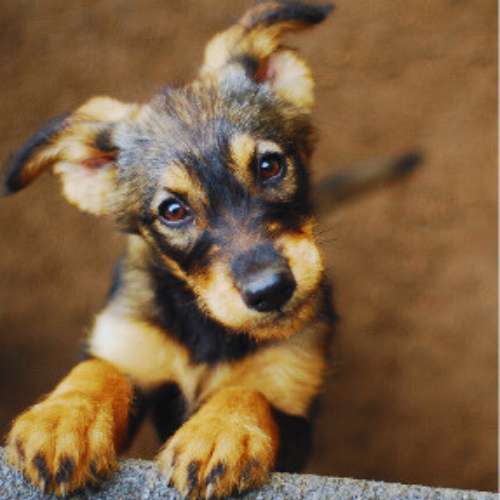 Cachorro mirando curiosamente en la Residencia Can Planet, Girona, mostrando su energía y ternura.