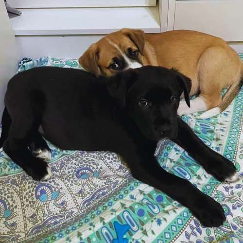 Dos cachorros descansando en la guardería canina Pet Peluches en Santander.