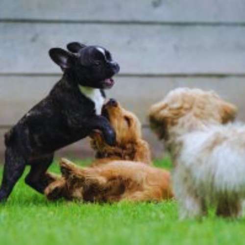 Tres cachorros jugando en el césped de la guardería canina Holiday Can, Toledo.