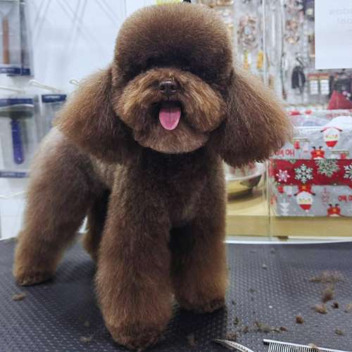 Caniche recién arreglado en la peluquería de la Guardería Canina Updog, con un estilo elegante y profesional.