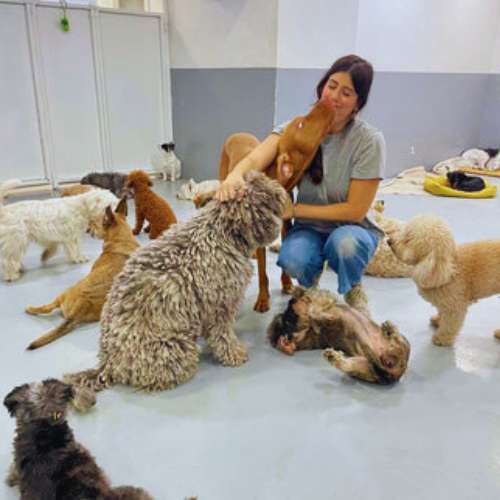 Cuidadora interactuando con un grupo de perros en la Guardería Canina Wag Wag, Madrid, en un ambiente acogedor y seguro.