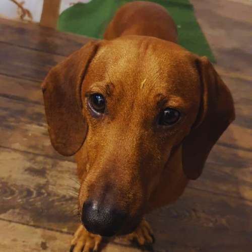 Dachshund con expresión tierna en un entorno cuidado dentro de la guardería canina Ponlo Xulo en Barcelona.