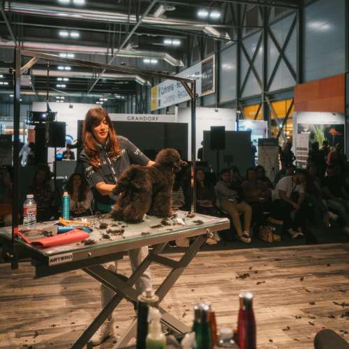 Demostración de peluquería canina en un evento profesional de Dog Designers, destacando el cuidado estético de las mascotas.