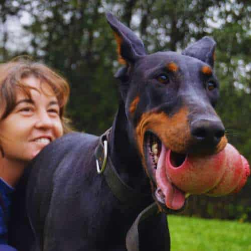 Doberman negro con hocico marrón sosteniendo una pelota mientras interactúa con una cuidadora en un campo verde.