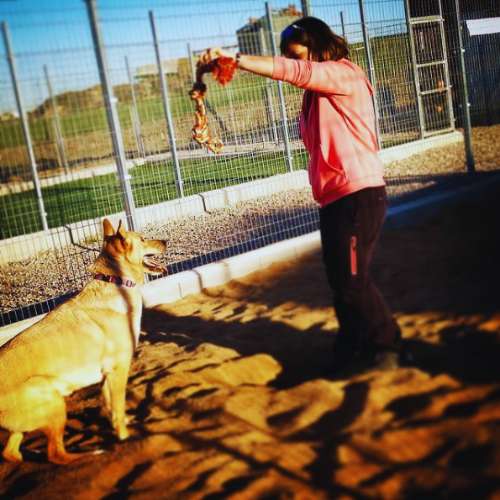 Entrenamiento de un perro con una cuidadora en la guardería canina Holiday Can, Toledo.