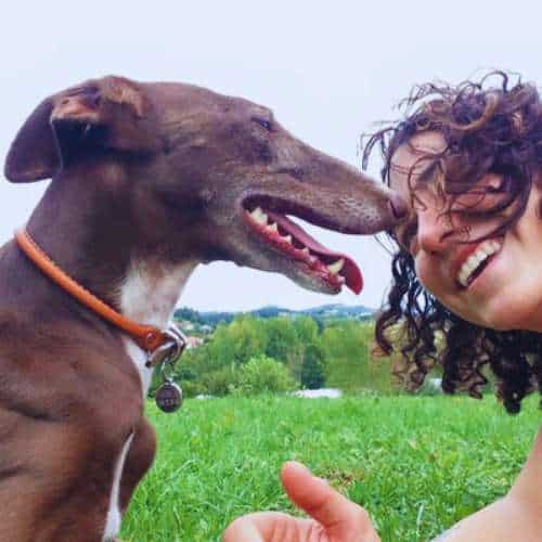 Perro de raza galgo marrón interactuando con una cuidadora en un campo verde en la Residencia Canina Amican, Oviedo.