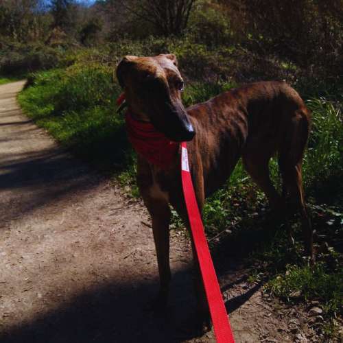 Galgo con correa roja disfrutando de un paseo en la naturaleza cerca de la guardería canina Ponlo Xulo en Barcelona.