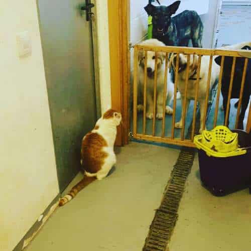 Gato blanco y naranja observando a varios perros detrás de una puerta con reja en una residencia canina.