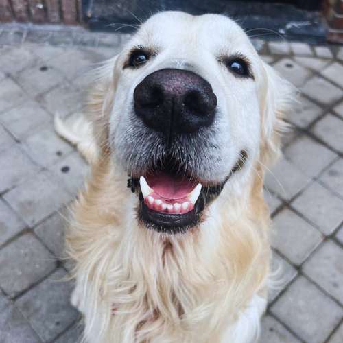Golden Retriever con una expresión alegre en la Guardería Canina Updog, mostrando su felicidad.