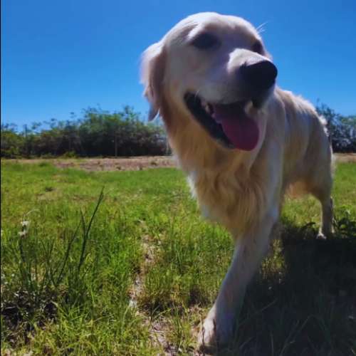 Golden Retriever caminando feliz en el césped de la guardería canina Ecocan en Valencia.