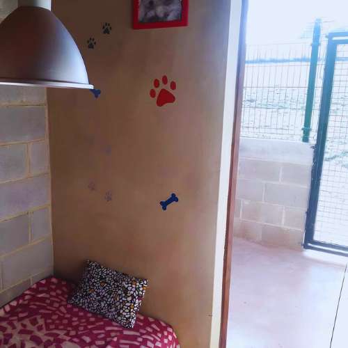 Habitación individual para perros en la Residencia Canina Ovican, Oviedo, con decoración temática y acceso a patio exterior.