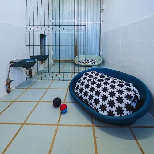 Habitación interior en la Residencia Canina La Torre, Oviedo, con cama para perros, juguetes y comederos.