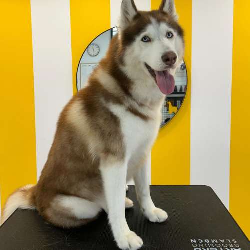 Husky siberiano durante un servicio de peluquería en la Guardería Canina Dog Designers, en un entorno moderno y colorido.