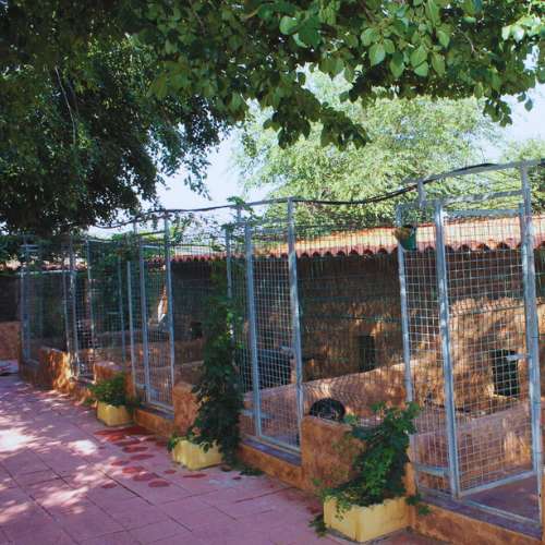 Instalaciones exteriores de la guardería canina Herocan en Toledo, con jaulas rodeadas de vegetación.