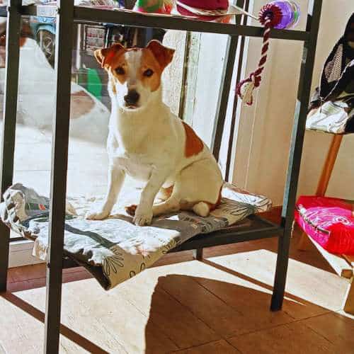 Perro Jack Russell Terrier sentado en un estante acolchado junto a una ventana en una residencia canina.