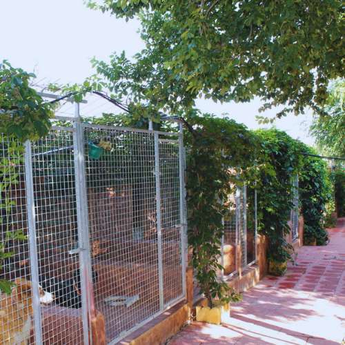 Jaulas en la guardería canina Herocan rodeadas de vegetación en Toledo.