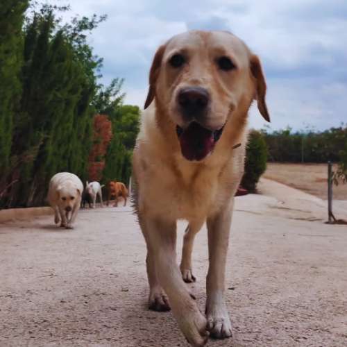 Un labrador caminando felizmente en la guardería canina Ecocan en Valencia.