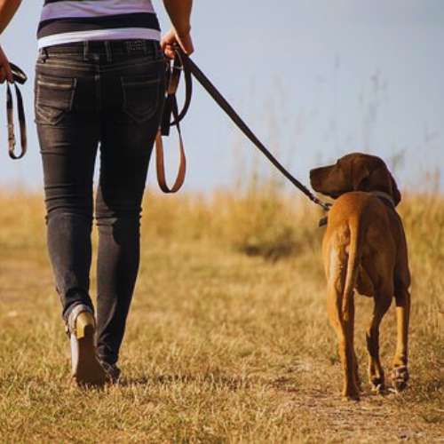 Paseo de un perro junto a una cuidadora en la guardería canina Holiday Can, Toledo.