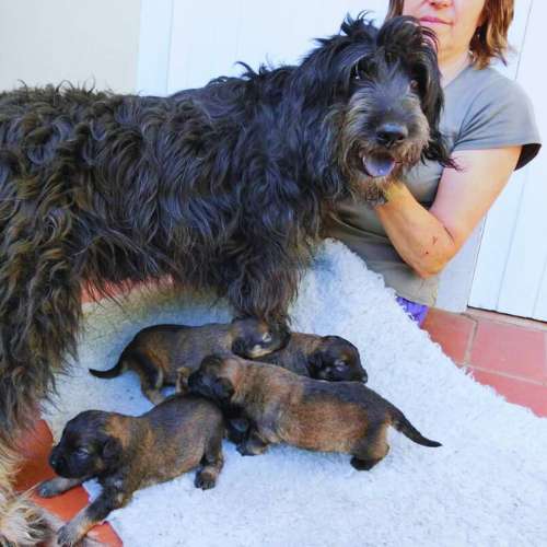 Una perra con sus cachorros recién nacidos en la Guardería Canina CampDorà, Girona, siendo atendida por un cuidador.