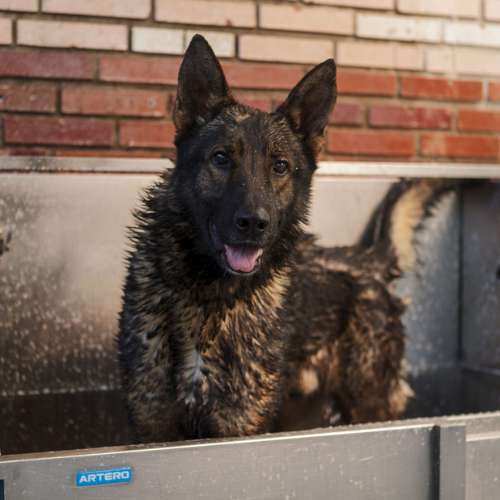 Perro pastor alemán mojado durante una sesión de baño en la guardería canina Cecapa en Santander.