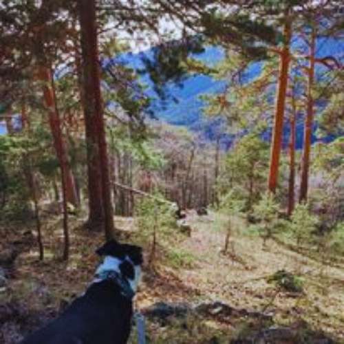 Perro explorando un bosque cerca de la guardería Mucho Mejor Que En Casa en Toledo.