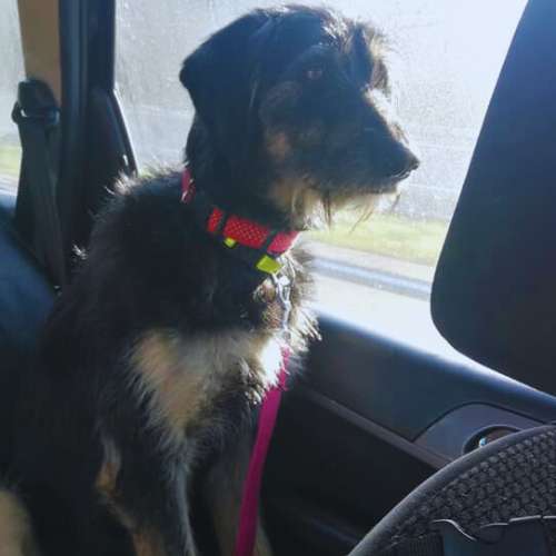 Perro en el asiento delantero del coche, camino a la guardería canina Ponlo Xulo en Barcelona.
