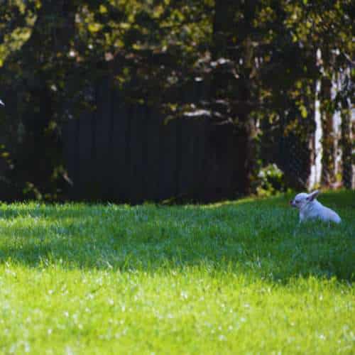 Perro pequeño blanco descansando en un campo verde bajo la sombra de los árboles en una residencia canina.