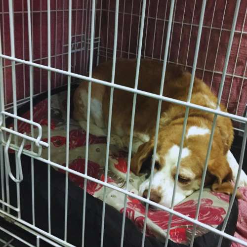 Perro marrón y blanco descansando cómodamente en su jaula con cojín en la guardería canina Pet Peluches en Santander.