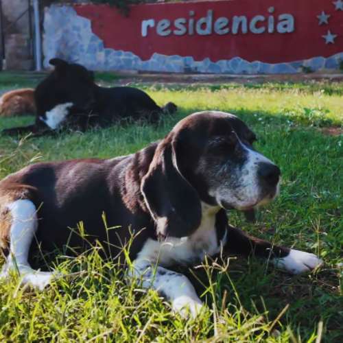 Perro descansando en el césped de la guardería canina Ecocan en Valencia.
