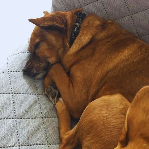 Perro marrón durmiendo cómodamente en un sofá en la Guardería Canina Txakuretxea, Bilbao.