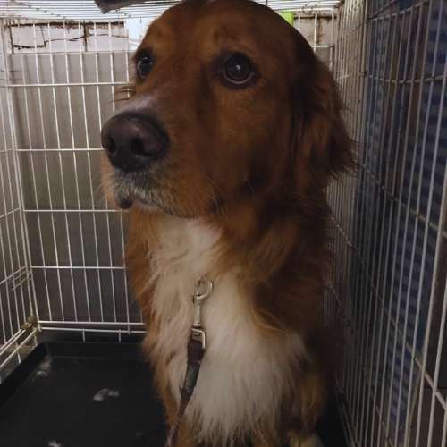 Perro en una jaula en la guardería canina Pet Peluches en Santander.