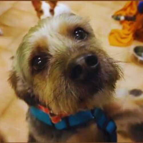 Perro en primer plano con collar azul en la guardería canina Animalades Gràcia en Barcelona.