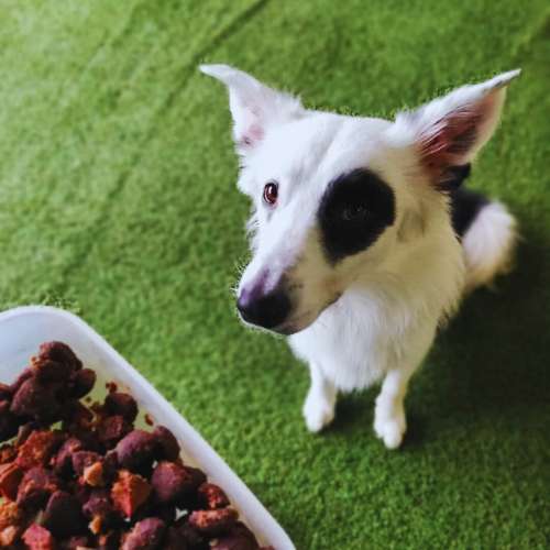 Perro blanco con mancha negra en el ojo esperando comida en la Guardería Canina KN12, Bilbao, sobre césped artificial.