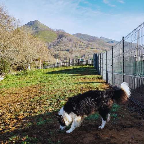 Perro explorando una zona verde en la Residencia Canina La Torre, Oviedo, rodeado de montañas y naturaleza.