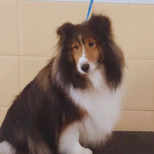 Perro Shetland Sheepdog descansando en la guardería canina Bonnie and Clyde en Santander.