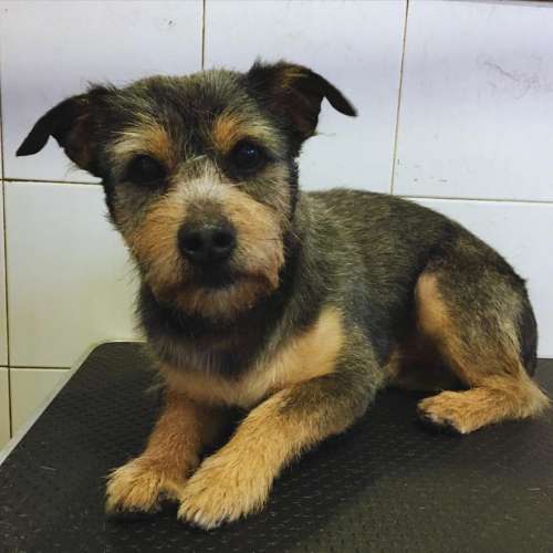 Perro pequeño descansando en la mesa de peluquería de la guardería canina Pet Peluches en Santander.