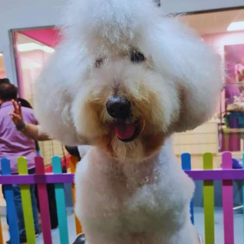Perro con corte de pelo estilizado en la guardería canina Pet Peluches en Santander.