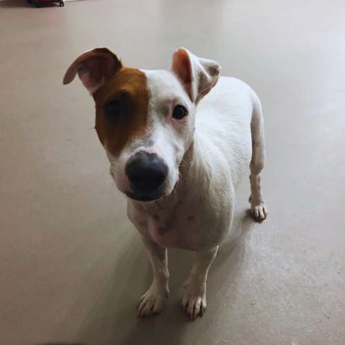 Perro Jack Russell Terrier con mancha marrón en el ojo en la Guardería Canina Txakuretxea, Bilbao.