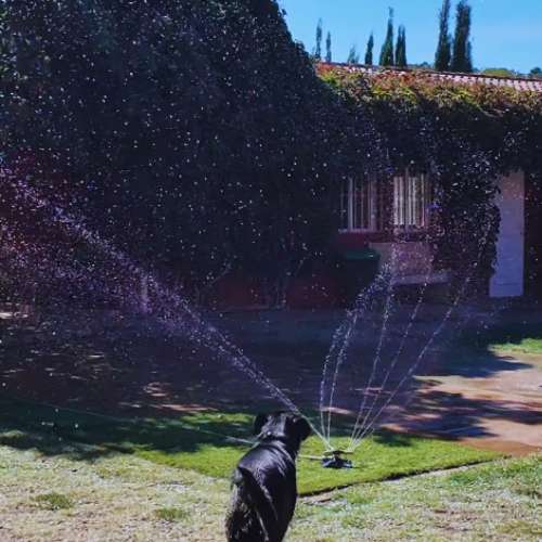 Perro negro disfrutando de un aspersor en el césped de la guardería canina Ecocan en Valencia.