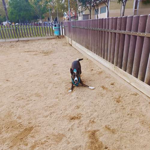 Perro jugando en un parque de arena en Casa Italia Dog en Barcelona.