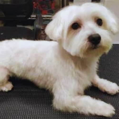 Perro pequeño blanco descansando en la guardería canina Animalades Gràcia en Barcelona.