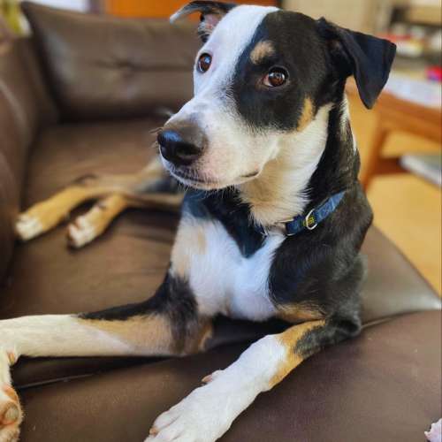 Perro relajado descansando en un sofá en la Guardería Canina Dog de Mayo, Madrid.