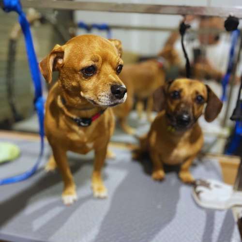 Dos perros durante su sesión de aseo en Casa Italia Dog en Barcelona.