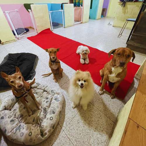 Grupo de perros de diferentes tamaños posando en la guardería Casa Italia Dog en Barcelona.