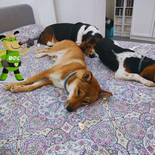 Tres perros descansando en una cama con un edredón de diseño floral en una residencia canina.