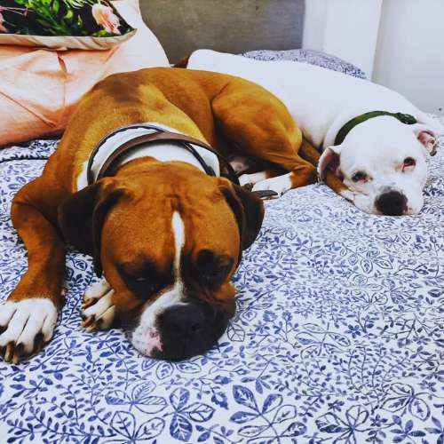 Dos perros, un boxer marrón y un bulldog blanco, descansando en una cama con un edredón de diseño floral.