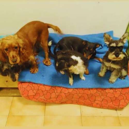 Cuatro perros descansando juntos en la guardería canina Animalades Gràcia en Barcelona.