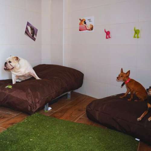 Dos perros descansando en cómodas camas en la guardería canina La Villa, Valencia.