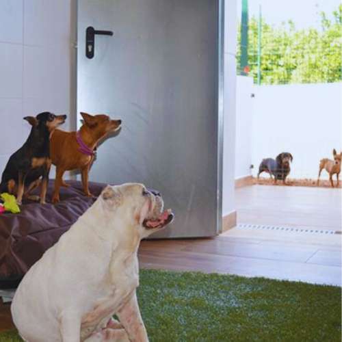 Perros de diferentes tamaños disfrutando de una habitación con acceso al patio en la guardería canina La Villa, Valencia.