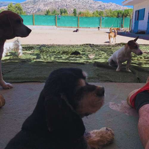 Perros descansando y jugando en las instalaciones exteriores de la Guardería Canina Dog de Mayo en Madrid.